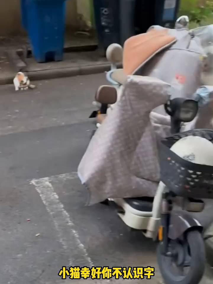 幸好小猫遇到了心软的人
