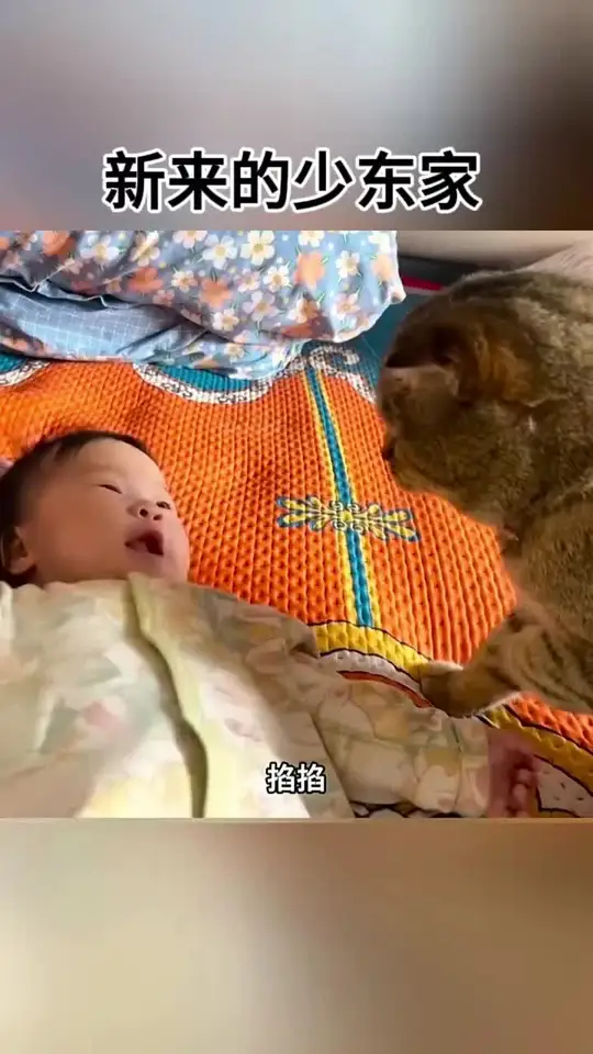 这猫咪成精了