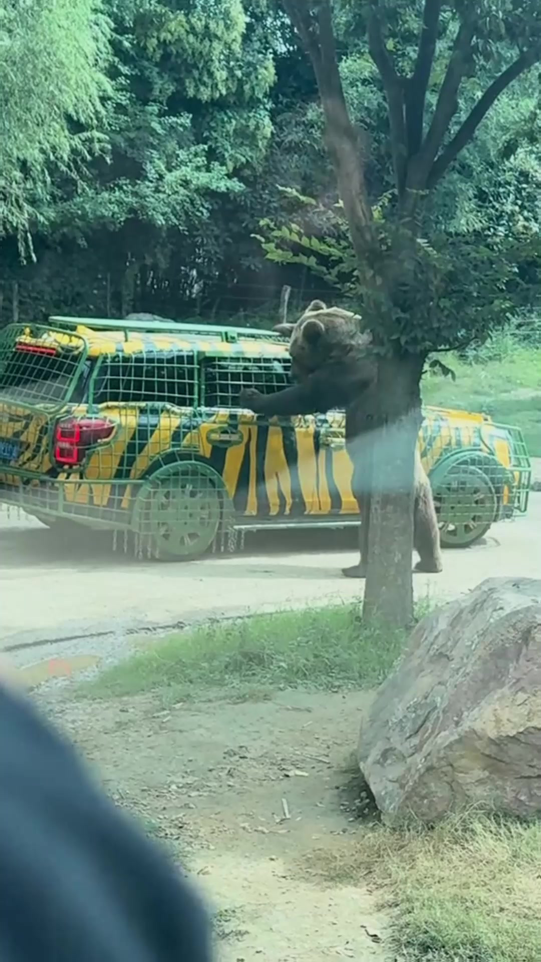 沉浸式猛兽区，动物园黑熊围观光车，凑过来和车里游客近距离互动