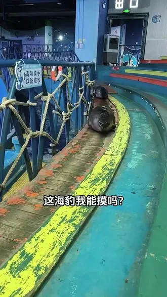 这海豹我能摸吗