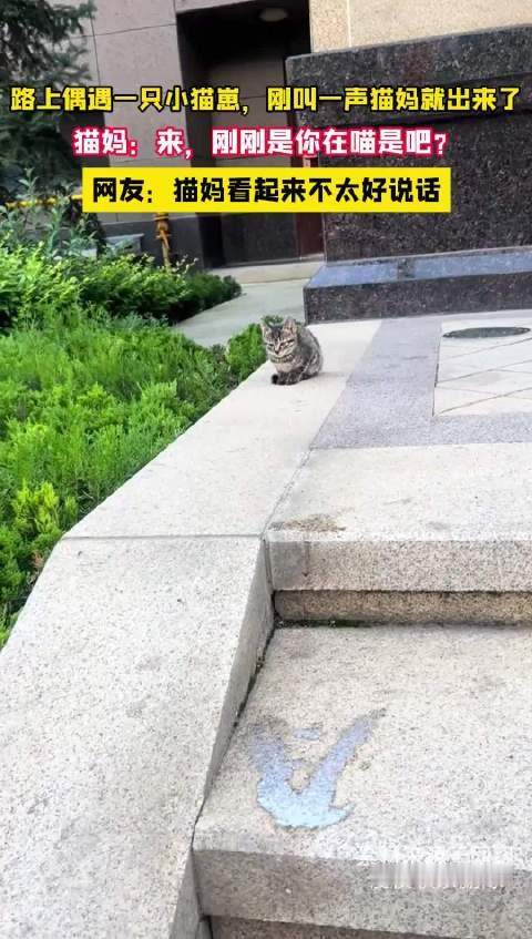 路上偶遇一只小猫崽，刚叫一声猫妈就出来了，猫妈：刚刚你在喵是吧