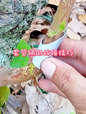 套管辅助嫁接技巧 套管辅助果树嫁接教程，钢针做内支撑，接口稳固不容易断开，再也不用担心嫁接不活了！