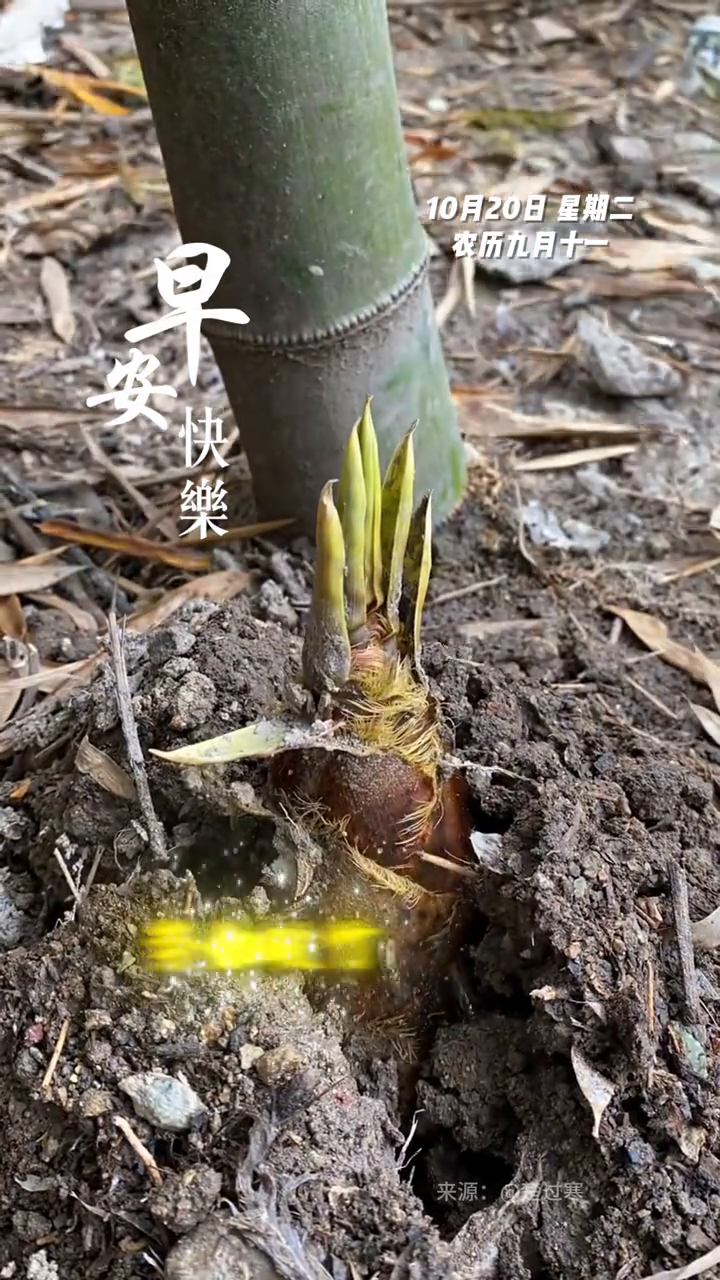 势如破竹，节节高升。愿您竹报平安事事顺，成竹在胸势如虹！早安