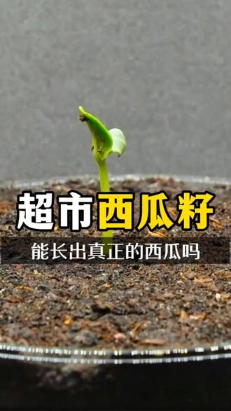 超市西瓜子 能长出真正的西瓜吗