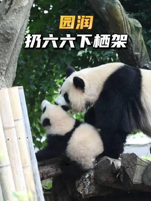 #大熊猫园润[超话]#  10.27猝不及防，润润从容的扔六六下栖架