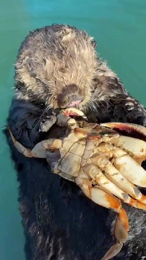 海獭吃螃蟹吃的嘎嘎香  ​​​