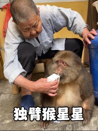 独臂猴“星星”和师太相依为命十八年，学会了微笑和礼貌