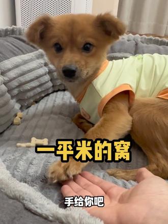 小乖的百宝箱小窝～ 这是小乖的百宝箱小窝，希望更多的流浪毛孩子都能有自己一平米的窝