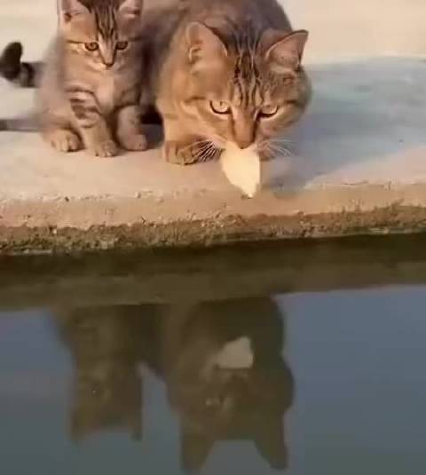 好厉害的猫#环球趣多多#  ​​​