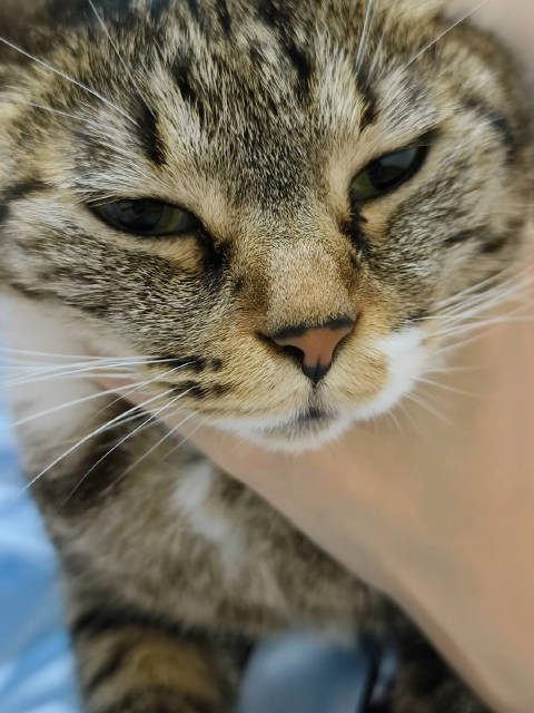 我告诉你一个秘密猫咪
