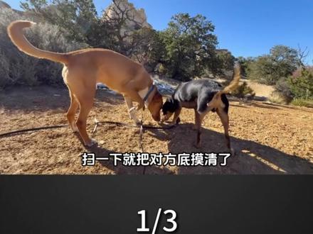 动物交配之前，为啥要先闻一闻对方的屁股？这是什么仪式吗？
