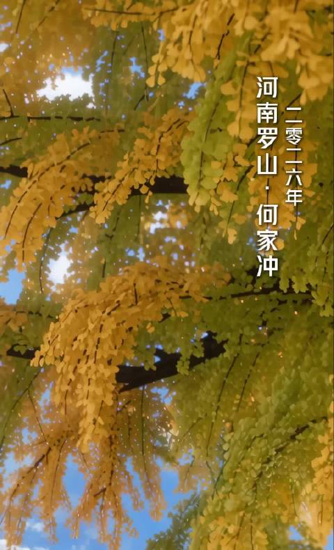 以树为证｜穿越时光，亲历红25军长征