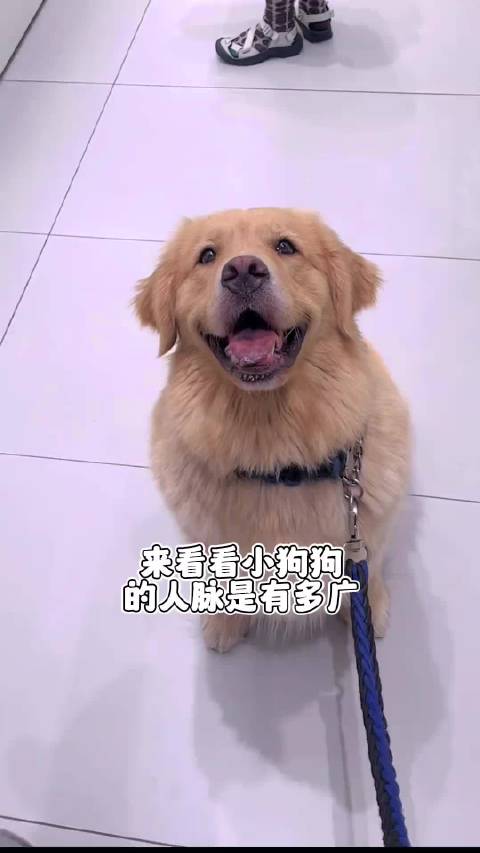 #狗子的人脉都比主人广#来看看小狗狗的人脉是有多广