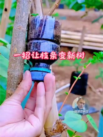 一招让枝条变新树 塑料瓶高空压条实操，侧枝削舌状伤口，保湿养护，长出大白根直接剪下成新树，家庭果树育