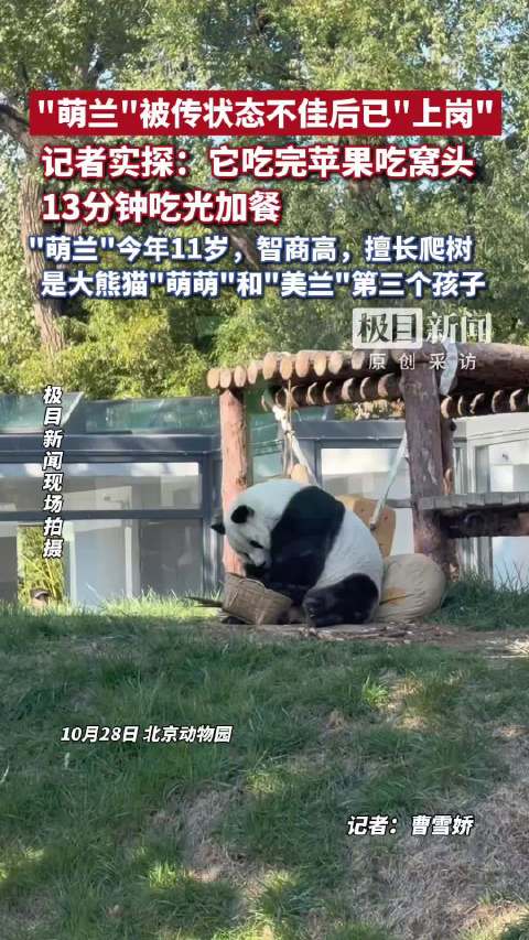 #萌兰13分钟炫完加餐报平安#【“萌兰”被传状态不佳后已正常“上岗”，记者实探：它吃完苹果吃窝头，1