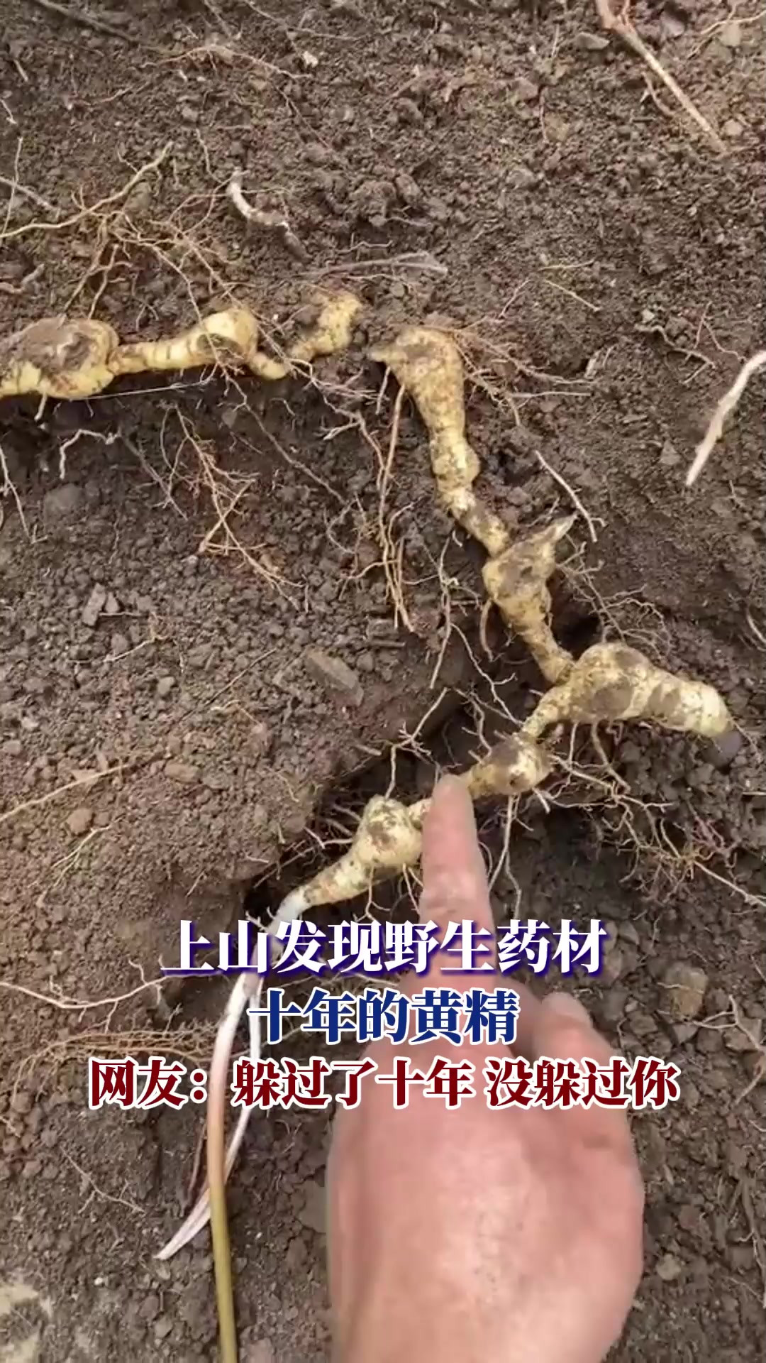上山发现野生药材，十年的黄精，网友：躲过了十年，没躲过你