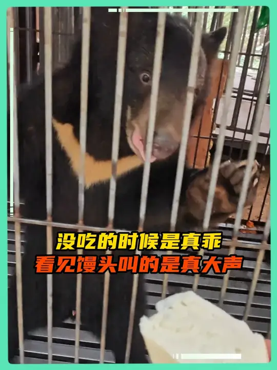 熊的眼里没有其他，全是对馒头的渴望        cr