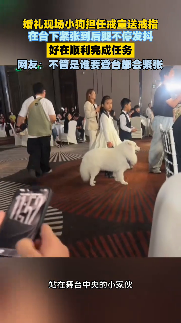 婚礼现场小狗担任戒童送戒指在台下紧张到后腿不停发抖