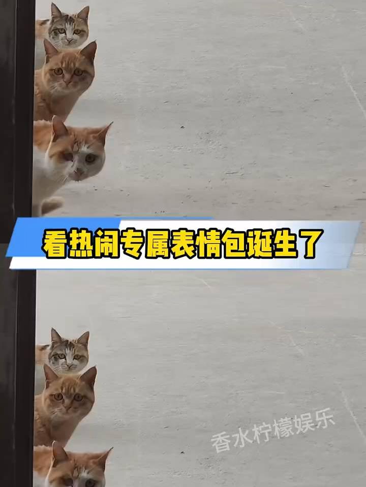 又一个看热闹专属表情包诞生了