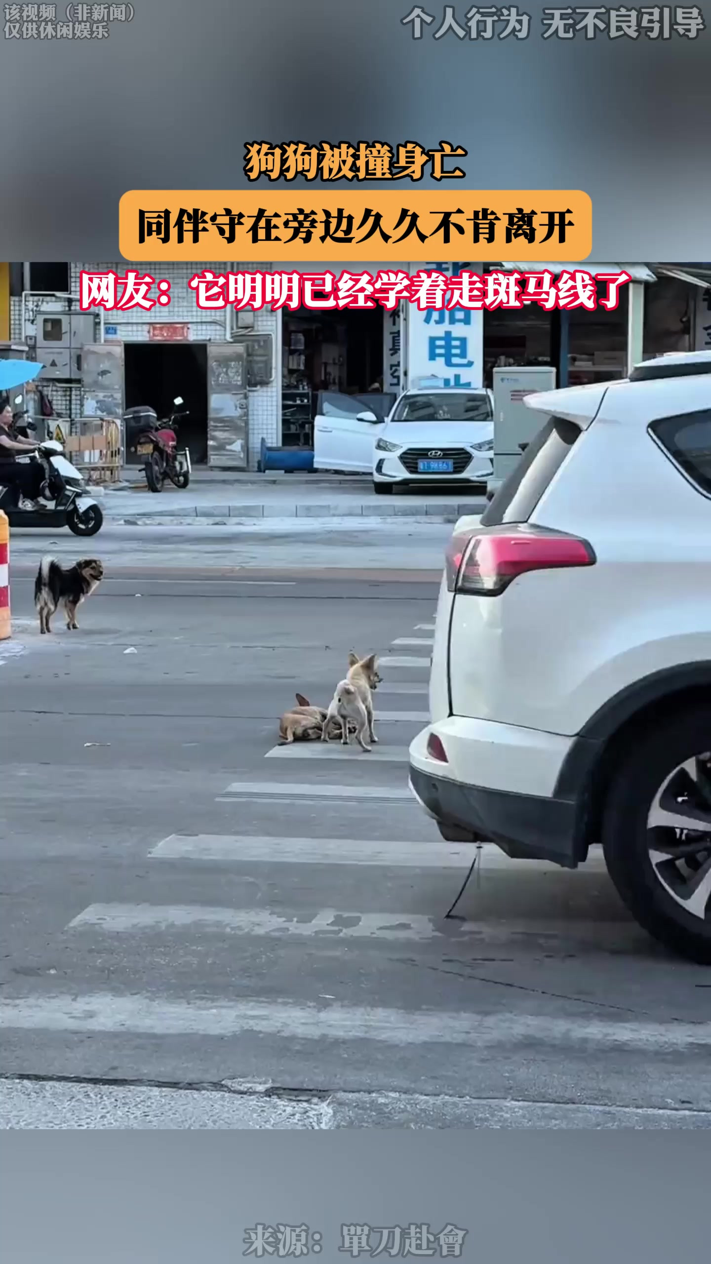 狗狗被撞身亡，同伴守在旁边久久不肯离开