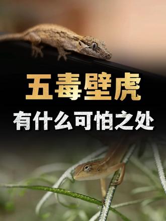 看似人畜无害的壁虎，却是五毒之一？它有什么可怕之处？ （1）