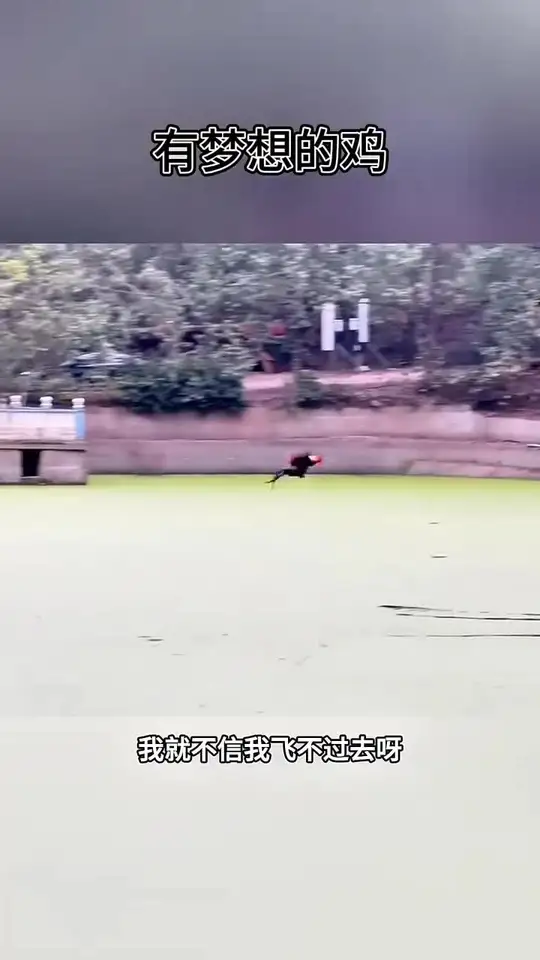 有梦想的大公鸡