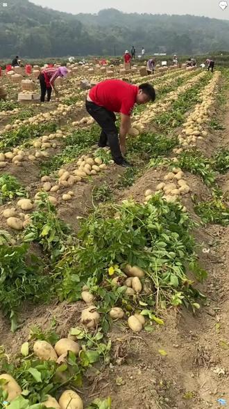 2026年黄皮黄心土豆新鲜现挖沙糯粉面马铃薯洋芋蔬菜