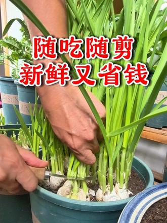 随吃随剪新鲜又省钱