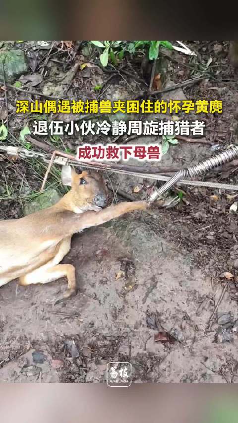 【#小伙进山散心救下怀孕黄麂##黄麂被困捕兽夹小伙说服老人放生#】近日，重庆一小伙机智周旋非法捕猎者