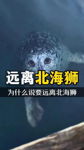 为什么一定要远离北海狮