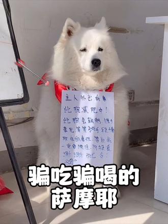 萨摩耶“肉肉”整天混吃混喝，从微笑天使变成彪形大汉