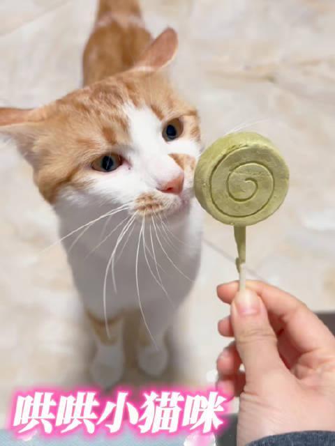 爱看给给猫的姐妹多吗要不我每天发一个猫片当KPI来完成好了[笑cry]不然太懒了顾不上录像也顾不上发