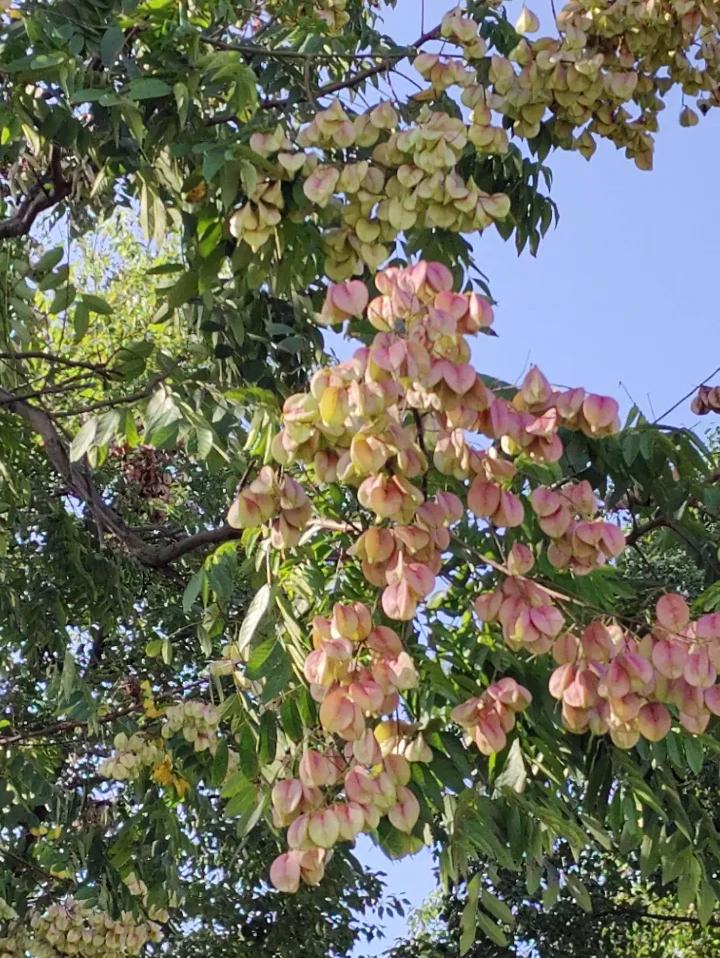 头条视频激励企划