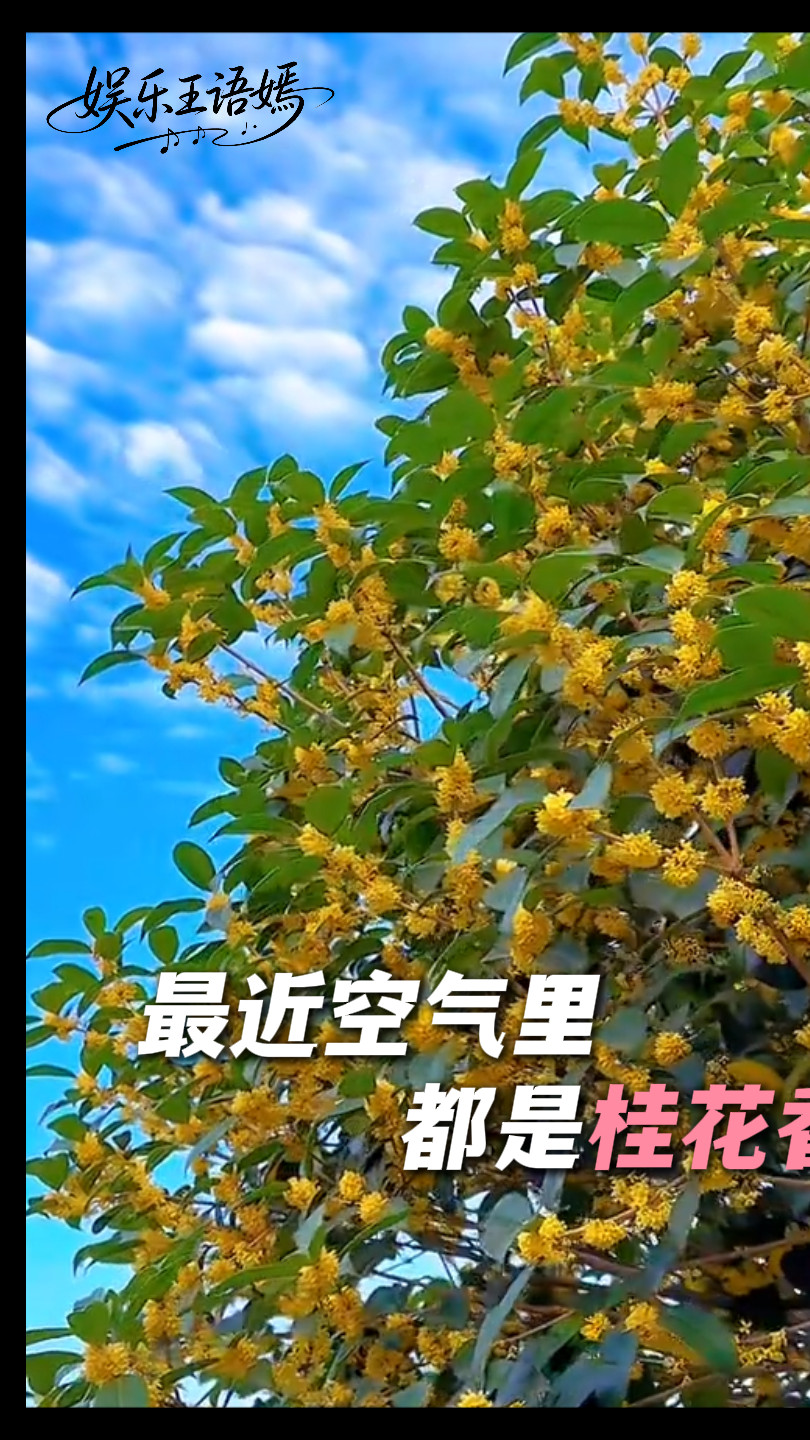 最近空气里都是桂花香~~