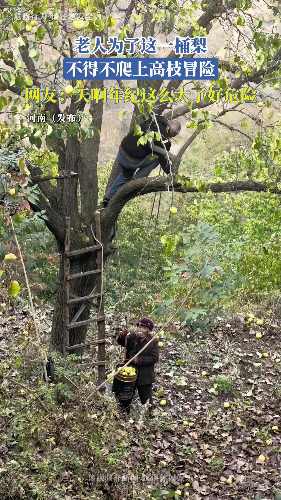 老人为了这一桶梨，不得不爬上高枝冒险，网友：天啊年纪这么大了好危险