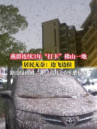 燕群连续3年“打卡”佛山一地 居民无奈：边飞边拉 路边绿植被“补”蔫儿 小车遭包浆（来源:广东民生D