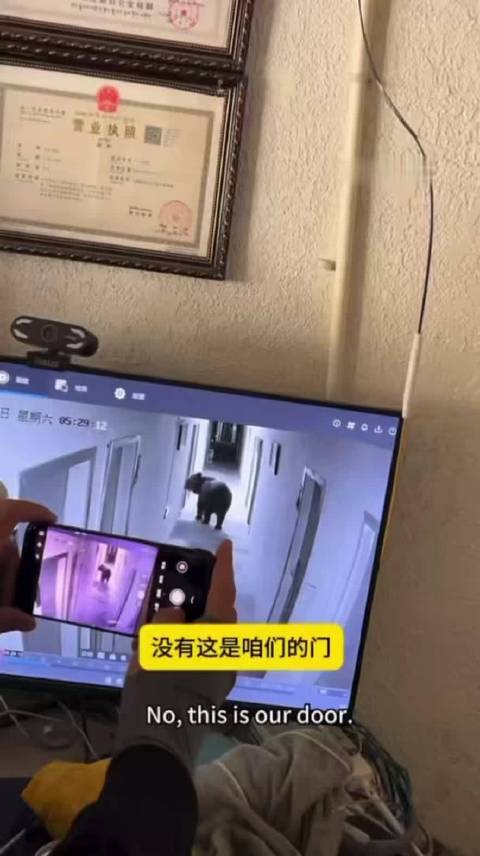 网友在西藏旅行，夜里听到有人推门，天明后调取监控录像，发现竟是一头熊闯进了酒店，感叹幸亏酒店的门够结