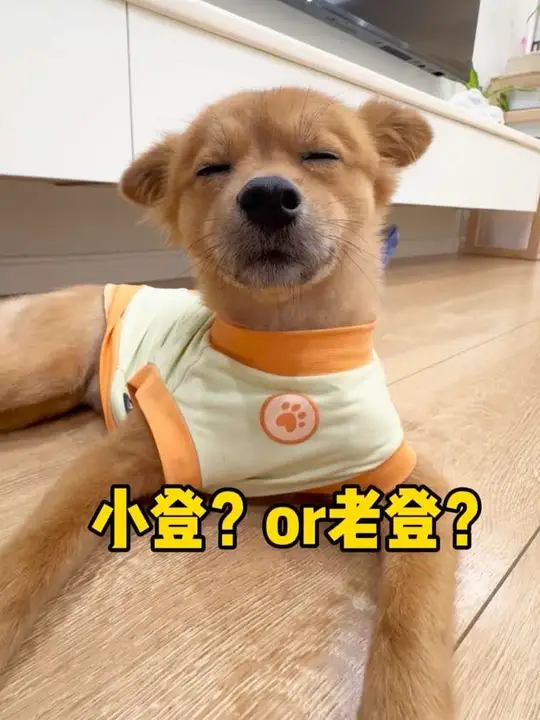 都说我家“小登”长的像“老登”？ 时间过得好快，转眼小乖就变成了一只中年小狗