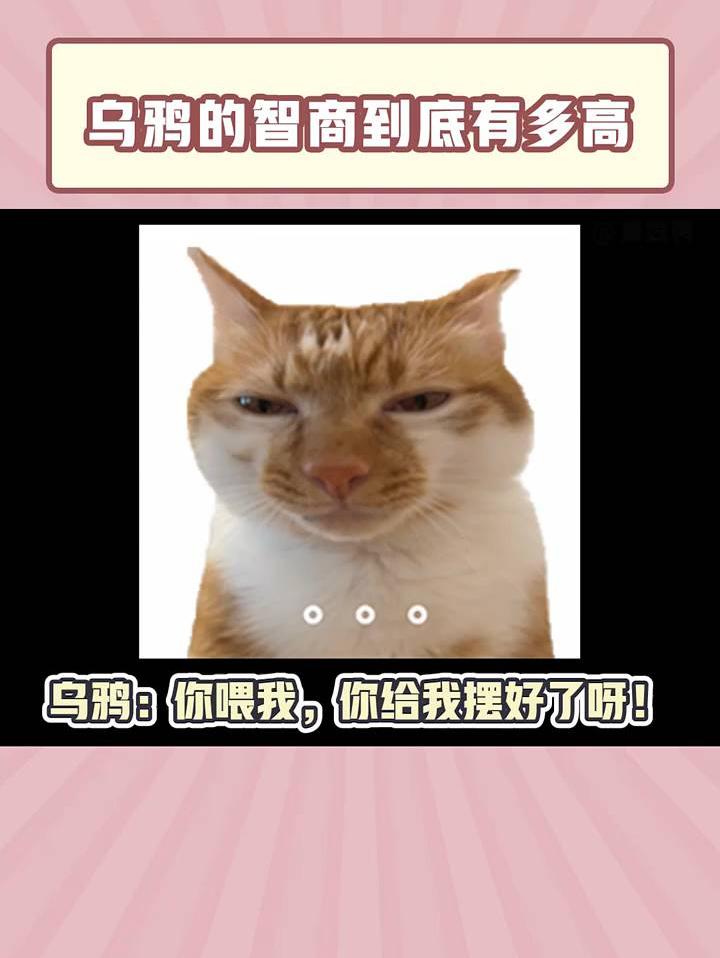 乌鸦，小狗味很浓的一款小鸟~