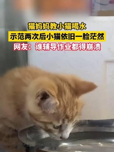 谁辅导作业都得爆炸💥猫妈妈也一样