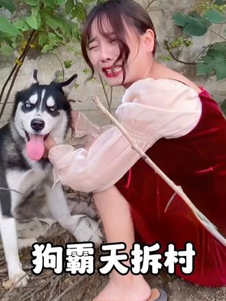 被全村拉黑的哈士奇“狗霸天”只要它出门，跟土匪进村没区别