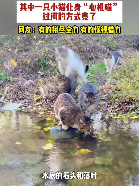 【#小猫结伴过河耍尽心机各显神通】