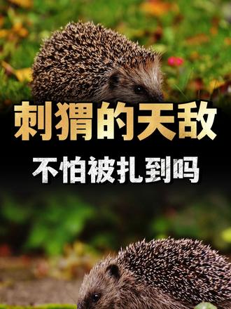刺猬的天敌出现了，吃刺猬就像在吃辣条，它不怕被扎到吗？ （3）