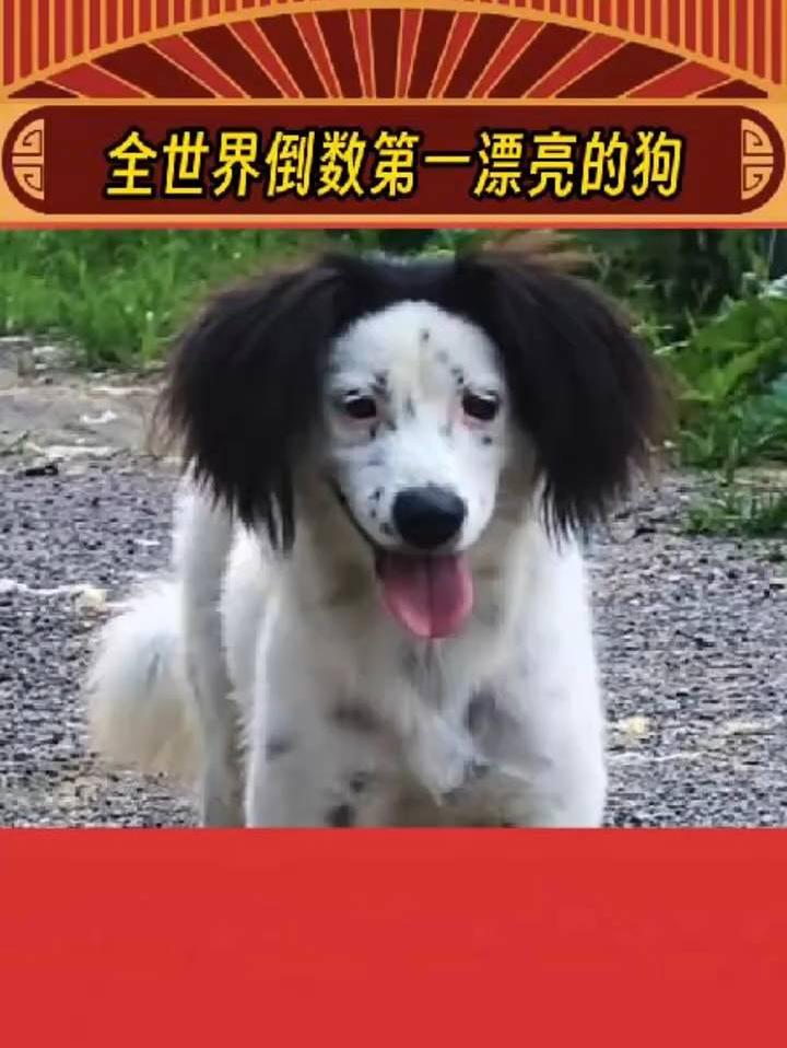 全世界倒数第一漂亮的狗出现了