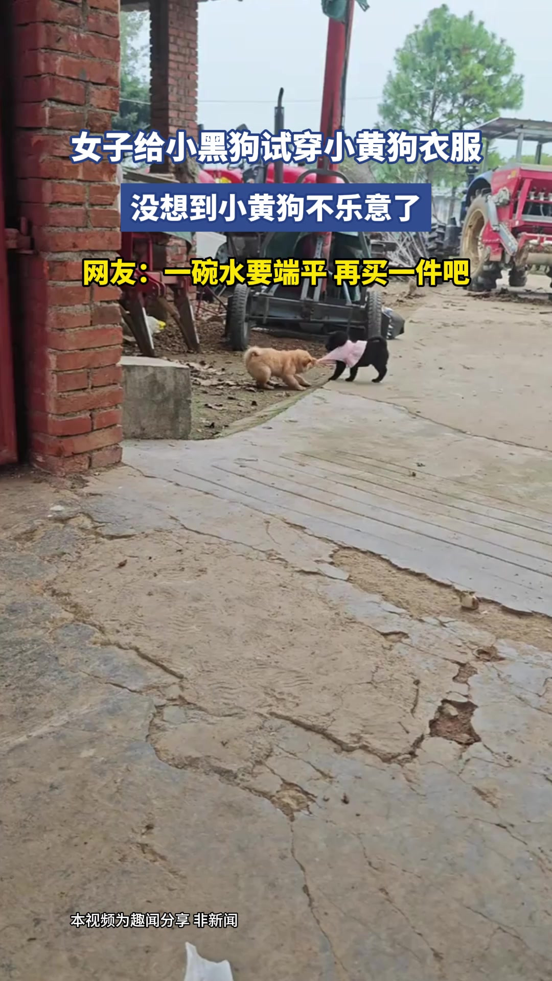 女子给小黑狗试穿小黄狗衣服，没想到小黄狗不乐意了，网友：一碗水要端平，再买一件吧