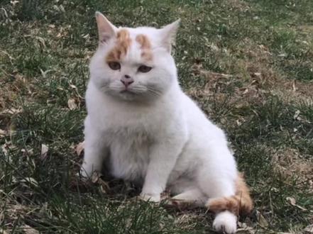 流浪猫因可怜巴巴的表情被富婆相中，从此住上豪宅走上猫生巅峰    💥