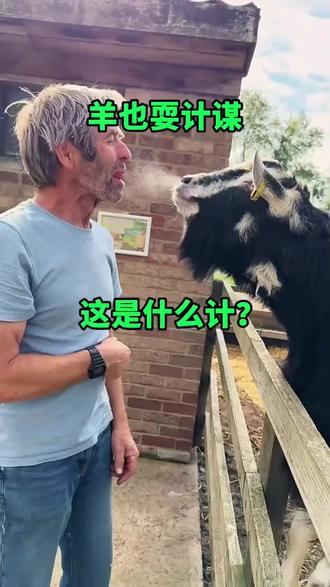 羊也耍计谋