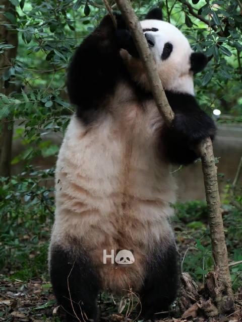 #大熊猫和花[超话]#  2026.10.24🌸🌸崽崽大战葫芦娃纯享版[抱抱][抱抱][抱抱][抱抱