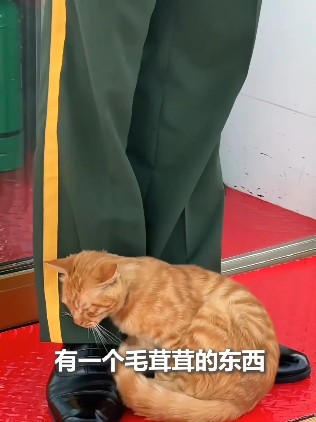 全网刷屏的天安门小猫，后续来了！