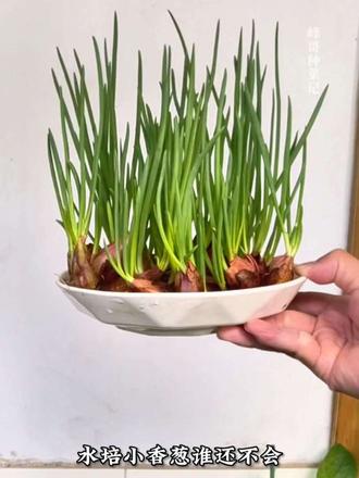 水培土培小香葱种植方法都很简单